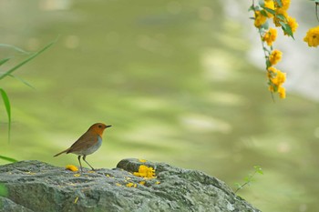 Japanese Robin Oizumi Ryokuchi Park Sat, 4/22/2017