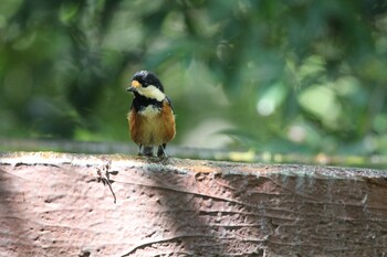 2021年9月10日(金) 権現山(弘法山公園)の野鳥観察記録