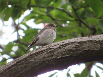 2021年9月25日(土) 舞岡公園の野鳥観察記録