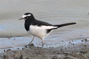 2021年9月24日(金) 伊佐沼の野鳥観察記録