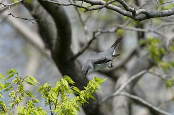 サンショウクイ 大阪城公園 2017年4月22日(土)