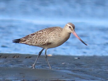 2021年9月19日(日) ふなばし三番瀬海浜公園の野鳥観察記録