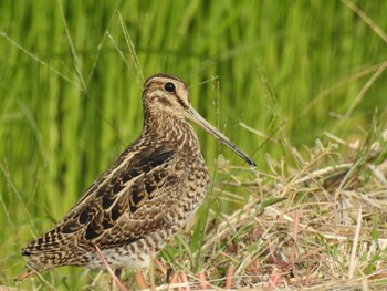 Pin-tailed Snipe 徳島市川内町 Sat, 9/25/2021