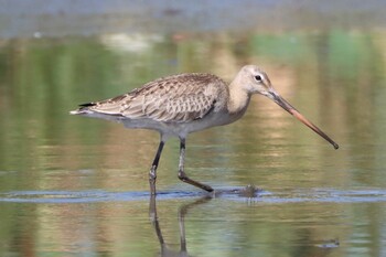 2021年9月20日(月) 稲敷市の野鳥観察記録