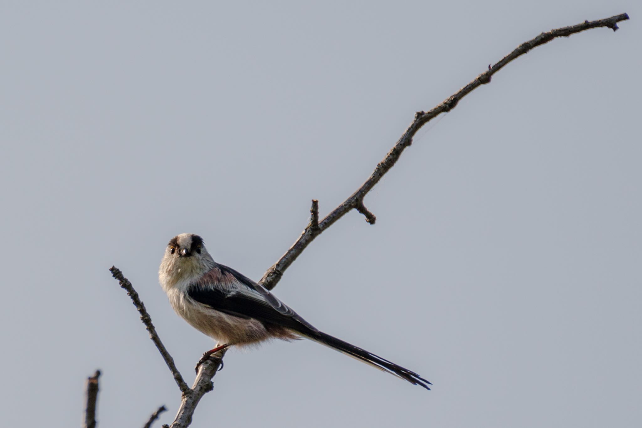 東京港野鳥公園 エナガの写真 by Marco Birds