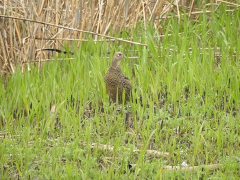 キジ 谷中湖 2017年4月15日(土)