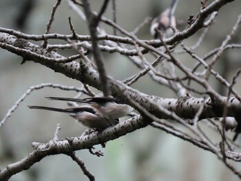 2021年9月25日(土) 皇居の野鳥観察記録