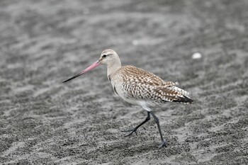 2021年9月25日(土) ふなばし三番瀬海浜公園の野鳥観察記録