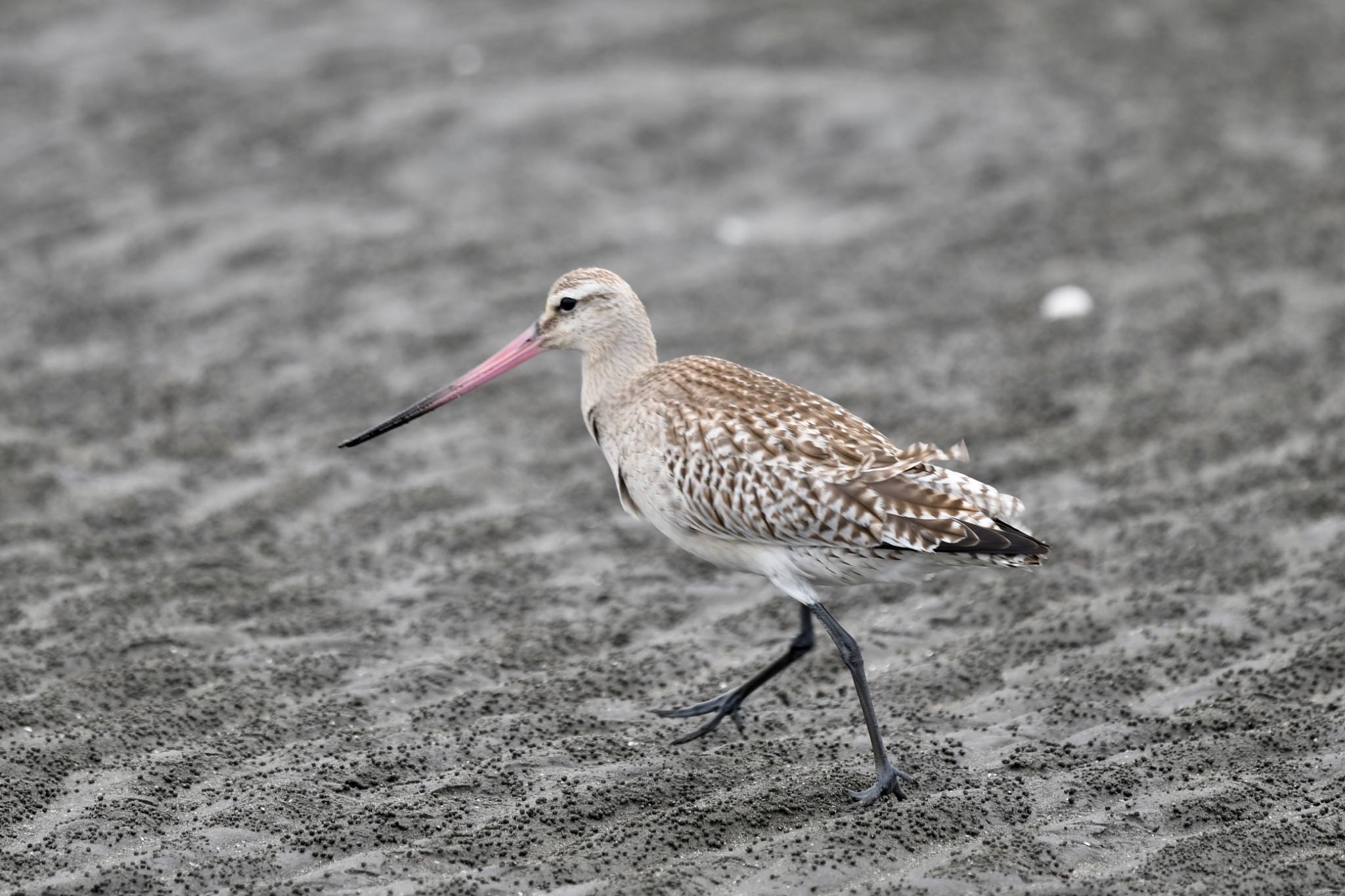 Bar-tailed Godwit