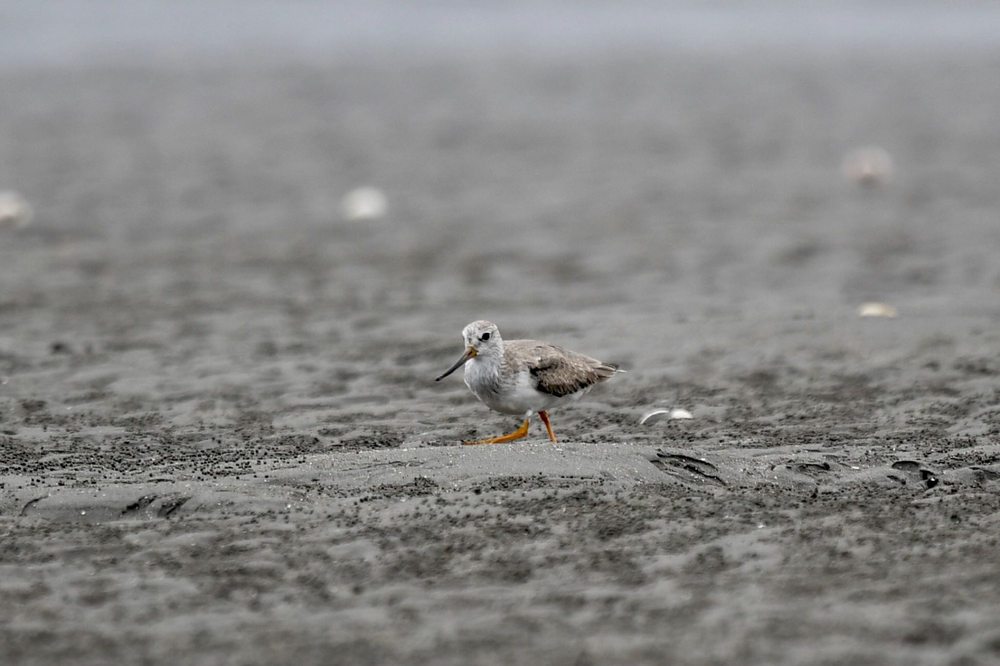 Terek Sandpiper