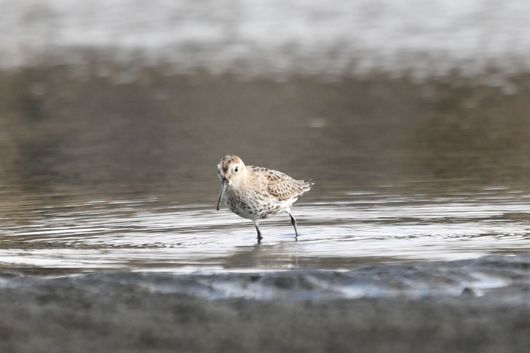 ふなばし三番瀬海浜公園 ハマシギの写真 by Z秀丸