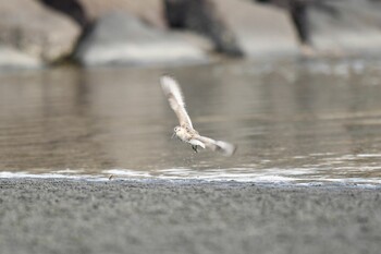 ハマシギ ふなばし三番瀬海浜公園 2021年9月25日(土)