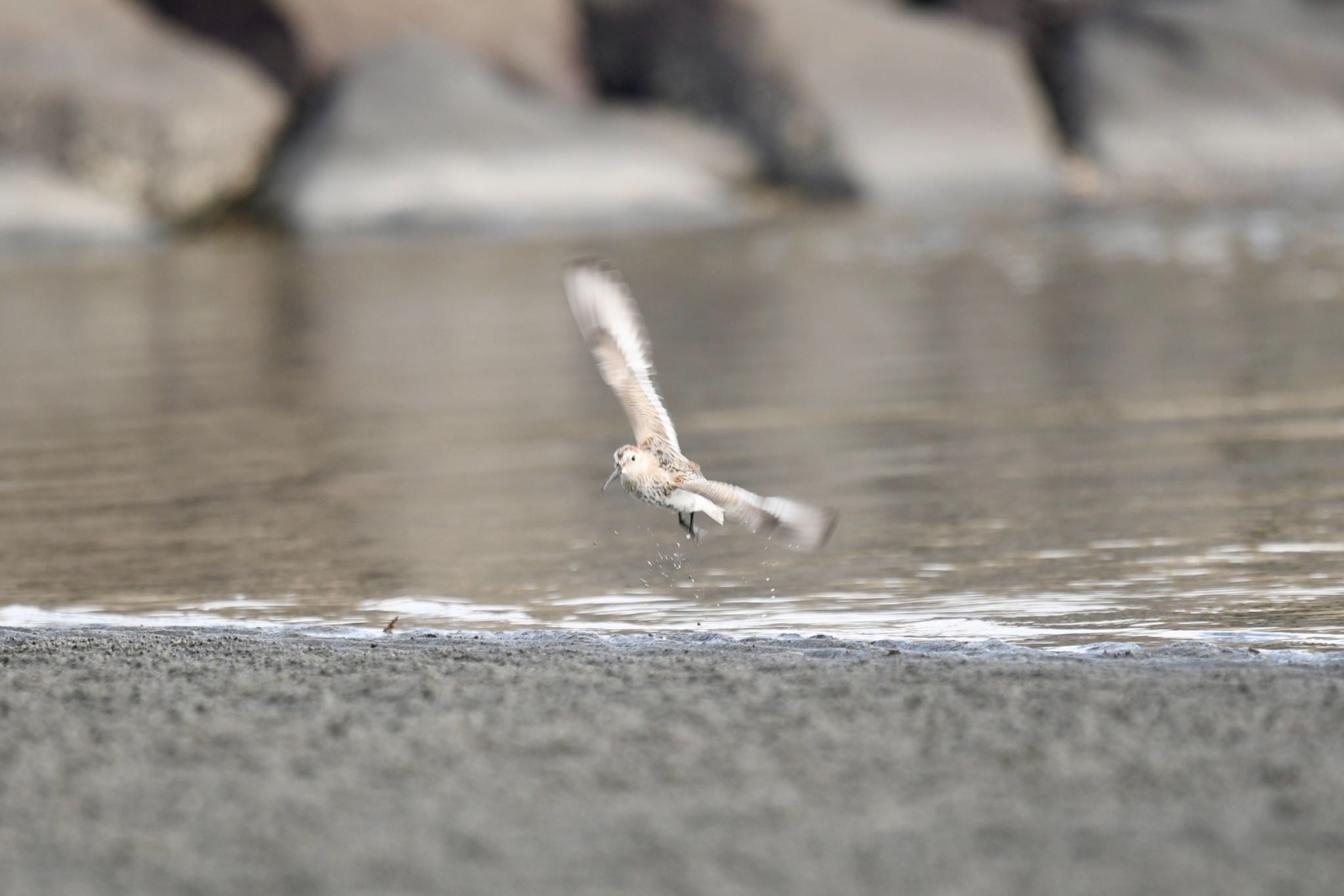 Dunlin