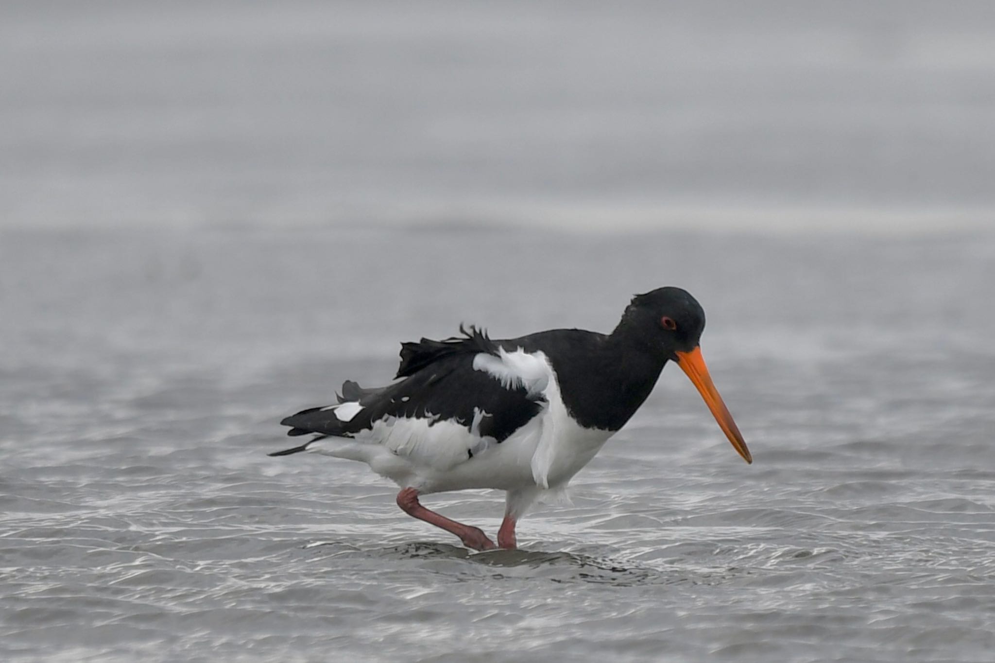 Eurasian Oystercatcher