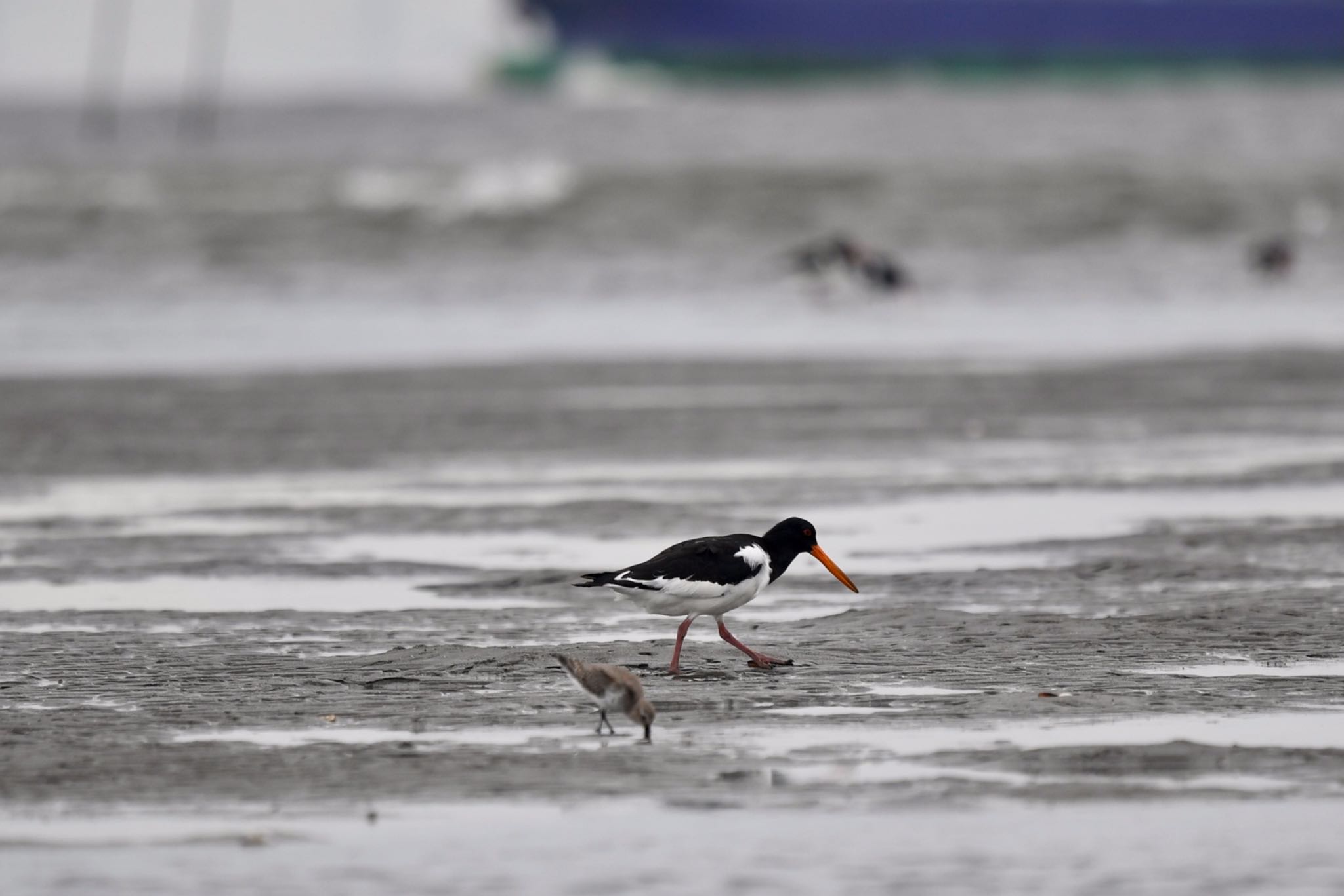 Eurasian Oystercatcher