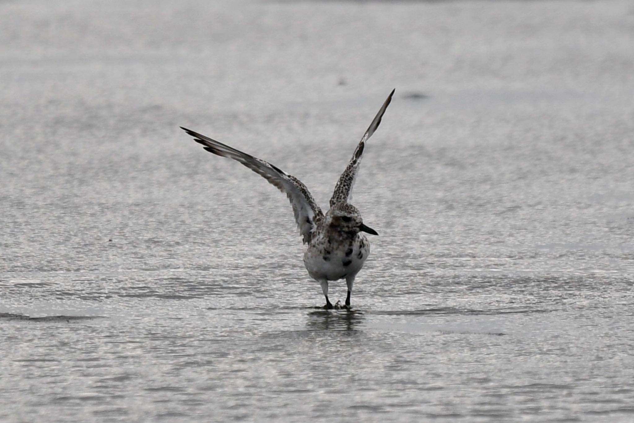 Grey Plover