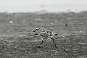 ダイゼン ふなばし三番瀬海浜公園 2021年9月25日(土)