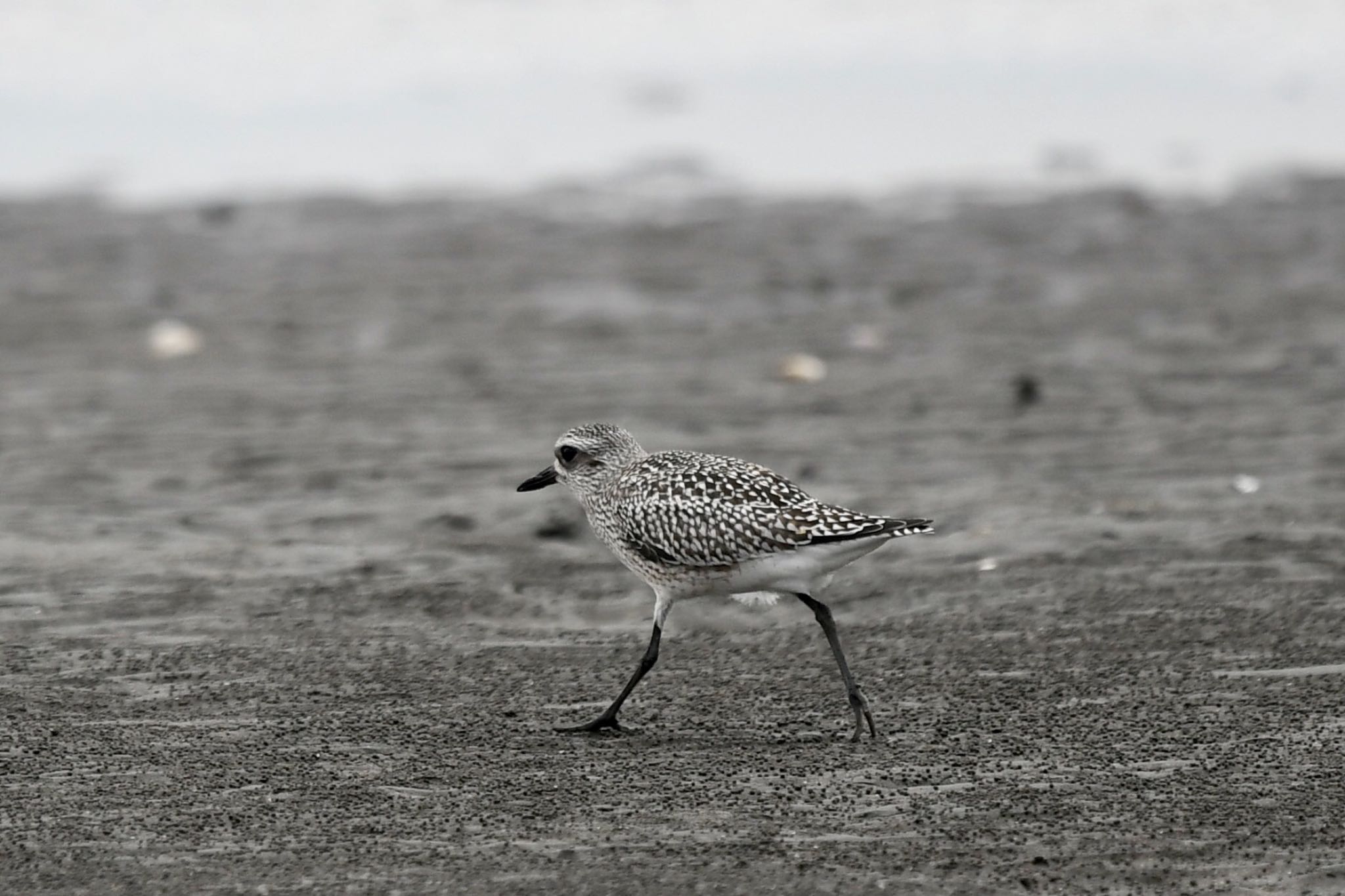 Grey Plover