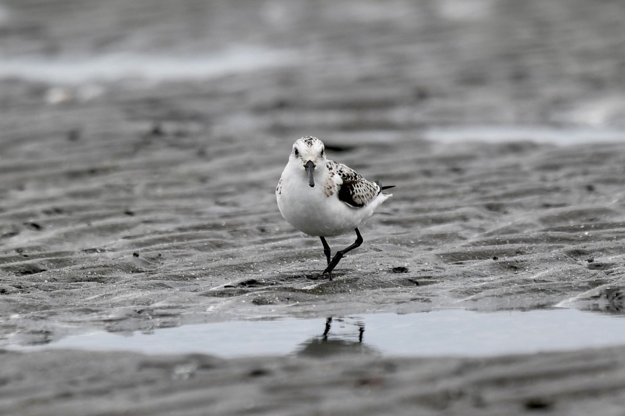 Sanderling