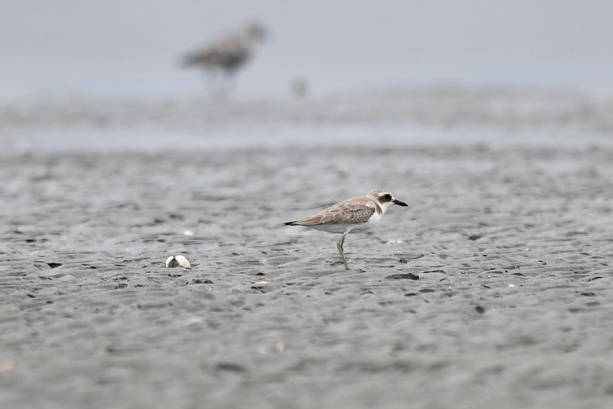 Greater Sand Plover