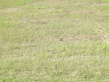 ヒバリ 谷中湖 2017年4月15日(土)