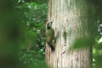 Japanese Green Woodpecker Hayatogawa Forest Road Sat, 9/25/2021