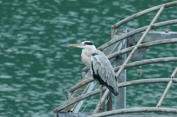 Grey Heron Hayatogawa Forest Road Sat, 9/25/2021