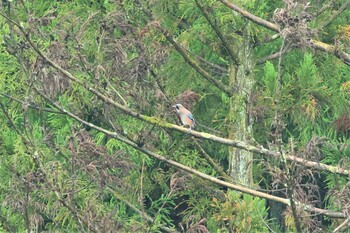 Eurasian Jay Hayatogawa Forest Road Sat, 9/25/2021