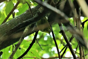 Warbling White-eye Hayatogawa Forest Road Sat, 9/25/2021