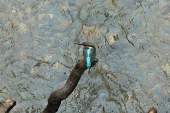 Common Kingfisher Hayatogawa Forest Road Sat, 9/25/2021