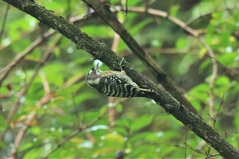 Japanese Pygmy Woodpecker Hayatogawa Forest Road Sat, 9/25/2021