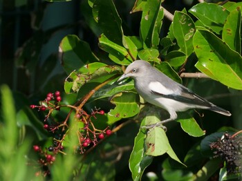 2021年9月23日(木) 神戸市の野鳥観察記録