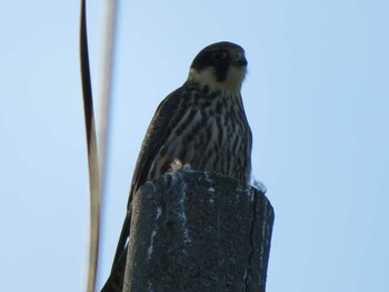 2021年9月25日(土) 札幌市南区藤野の野鳥観察記録