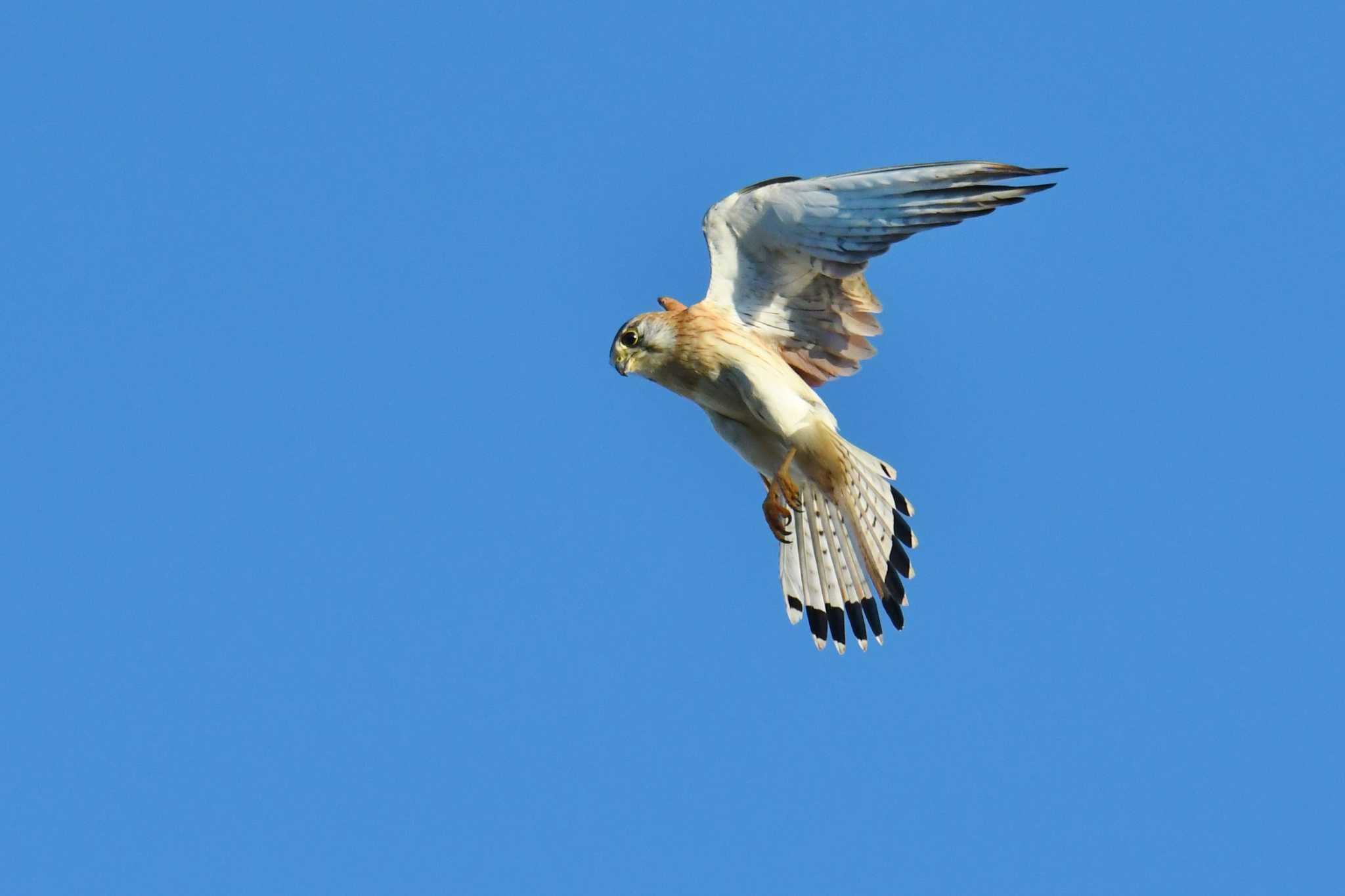 Nankeen Kestrel