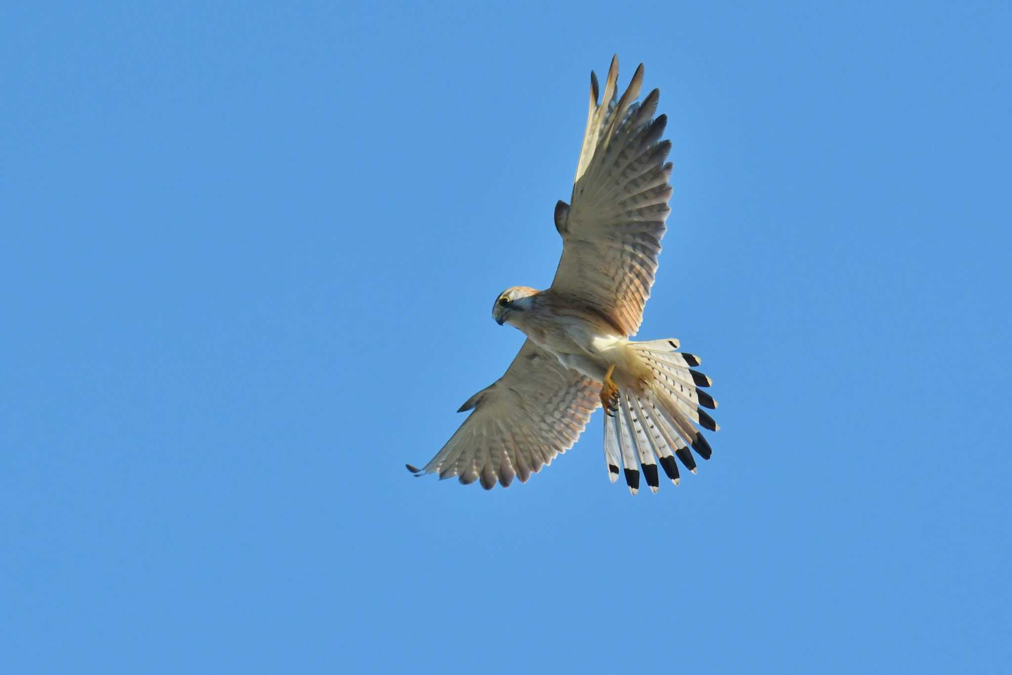 Nankeen Kestrel