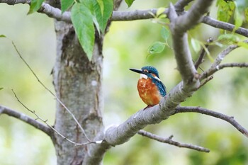 2021年9月21日(火) 水元公園の野鳥観察記録