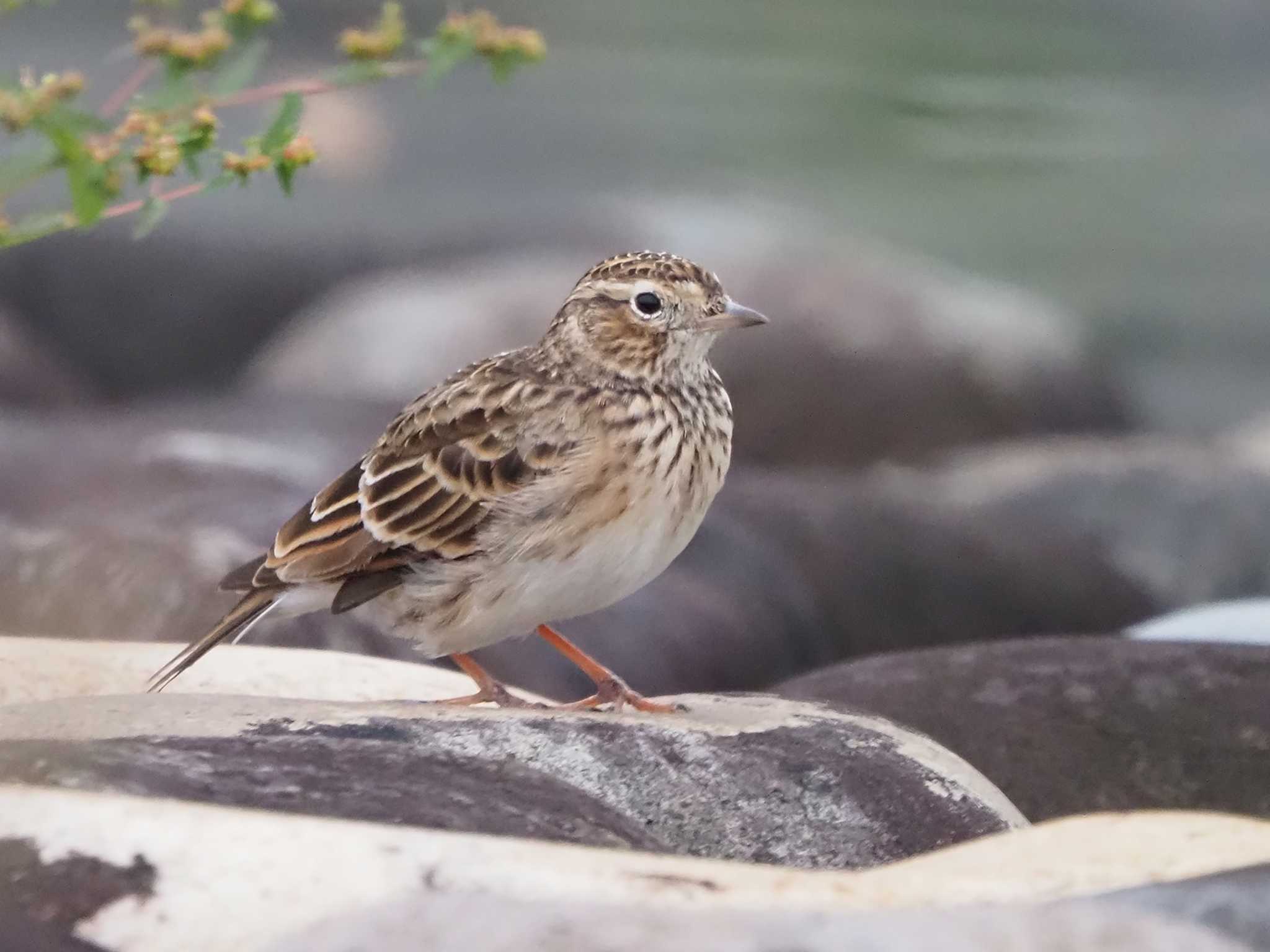 Photo of Eurasian Skylark at 狭山湖 by 日根野 哲也