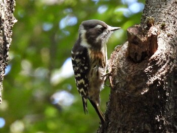 Japanese Pygmy Woodpecker 祖父江ワイルドネイチャー緑地 Sat, 9/25/2021