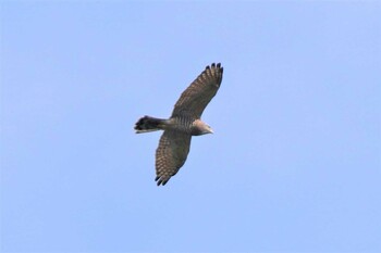 サシバ 兵庫県西宮市 2021年9月25日(土)