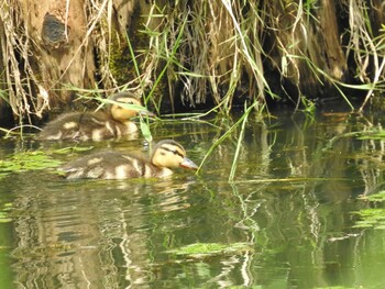 マガモ 百合が原公園 2021年8月3日(火)