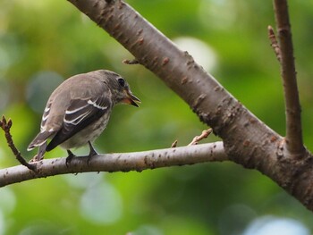 2021年9月25日(土) 秦野の野鳥観察記録