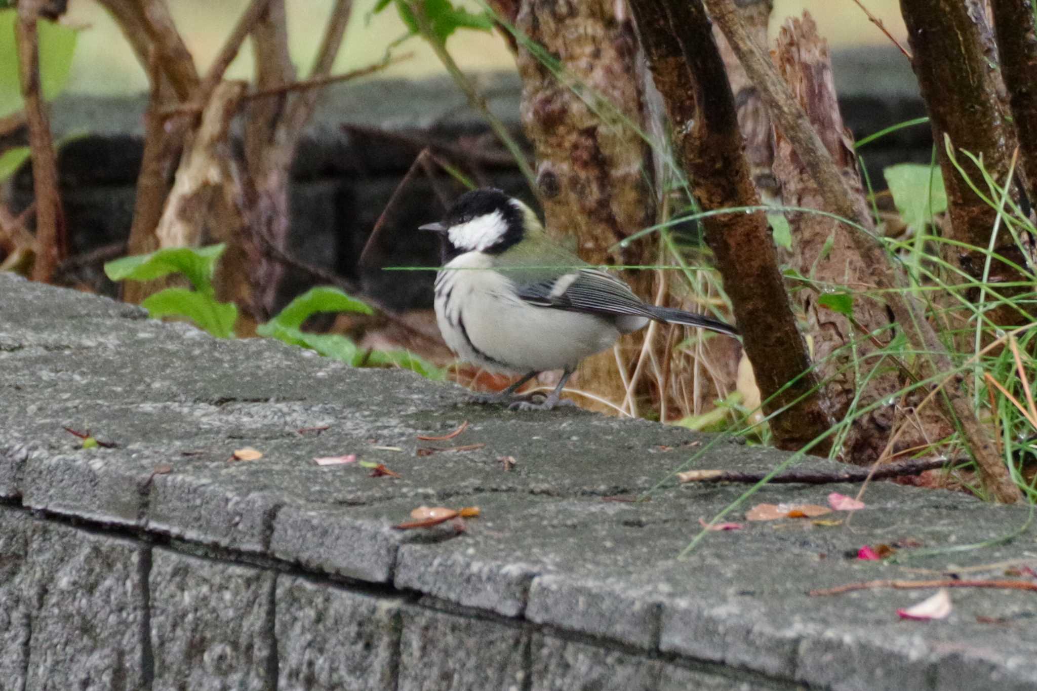 シジュウカラ