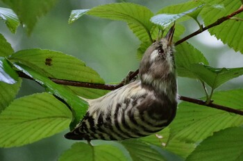 2021年9月24日(金) 福井緑地(札幌市西区)の野鳥観察記録