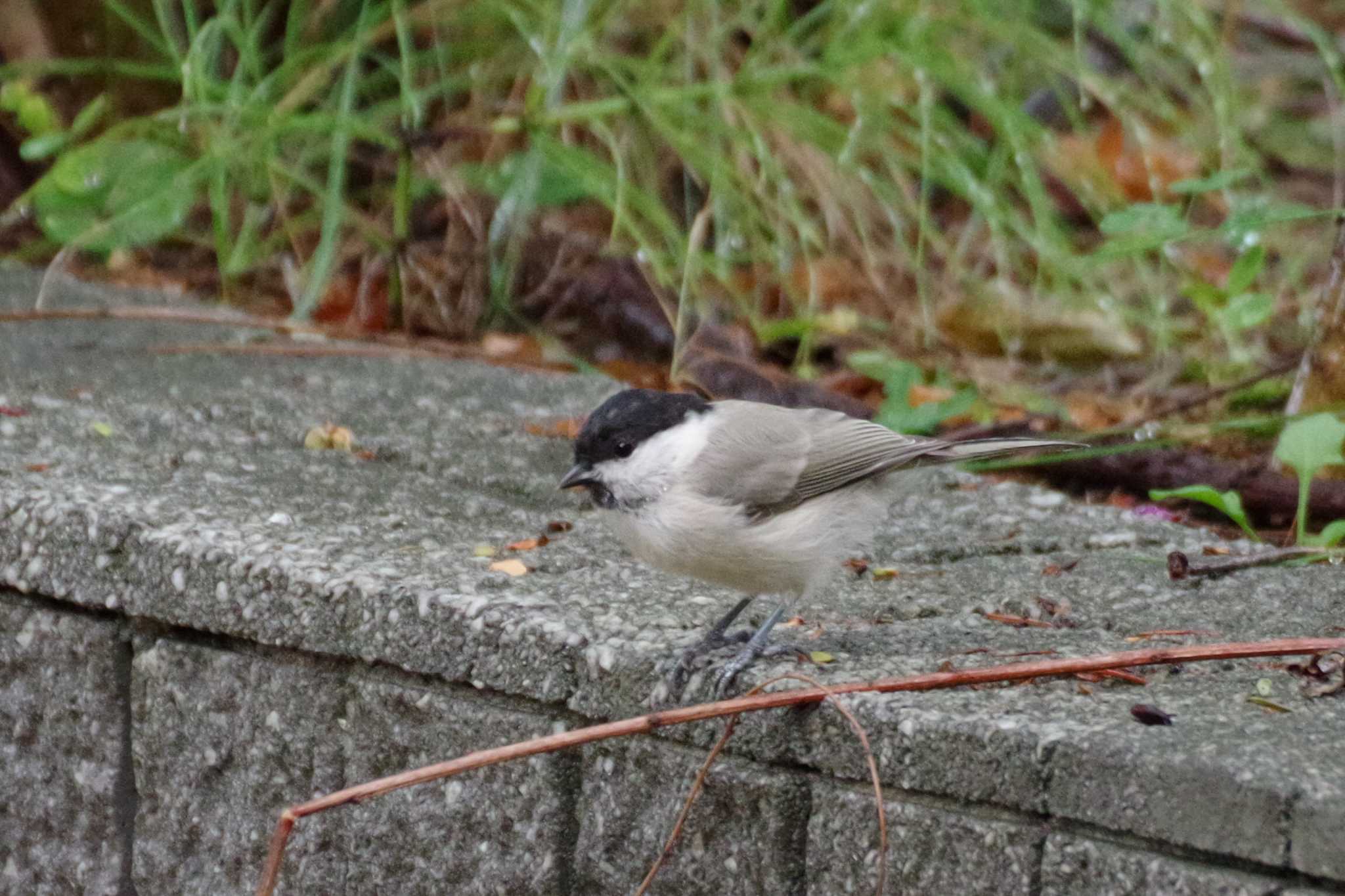 福井緑地(札幌市西区) ハシブトガラの写真 by 98_Ark (98ｱｰｸ)