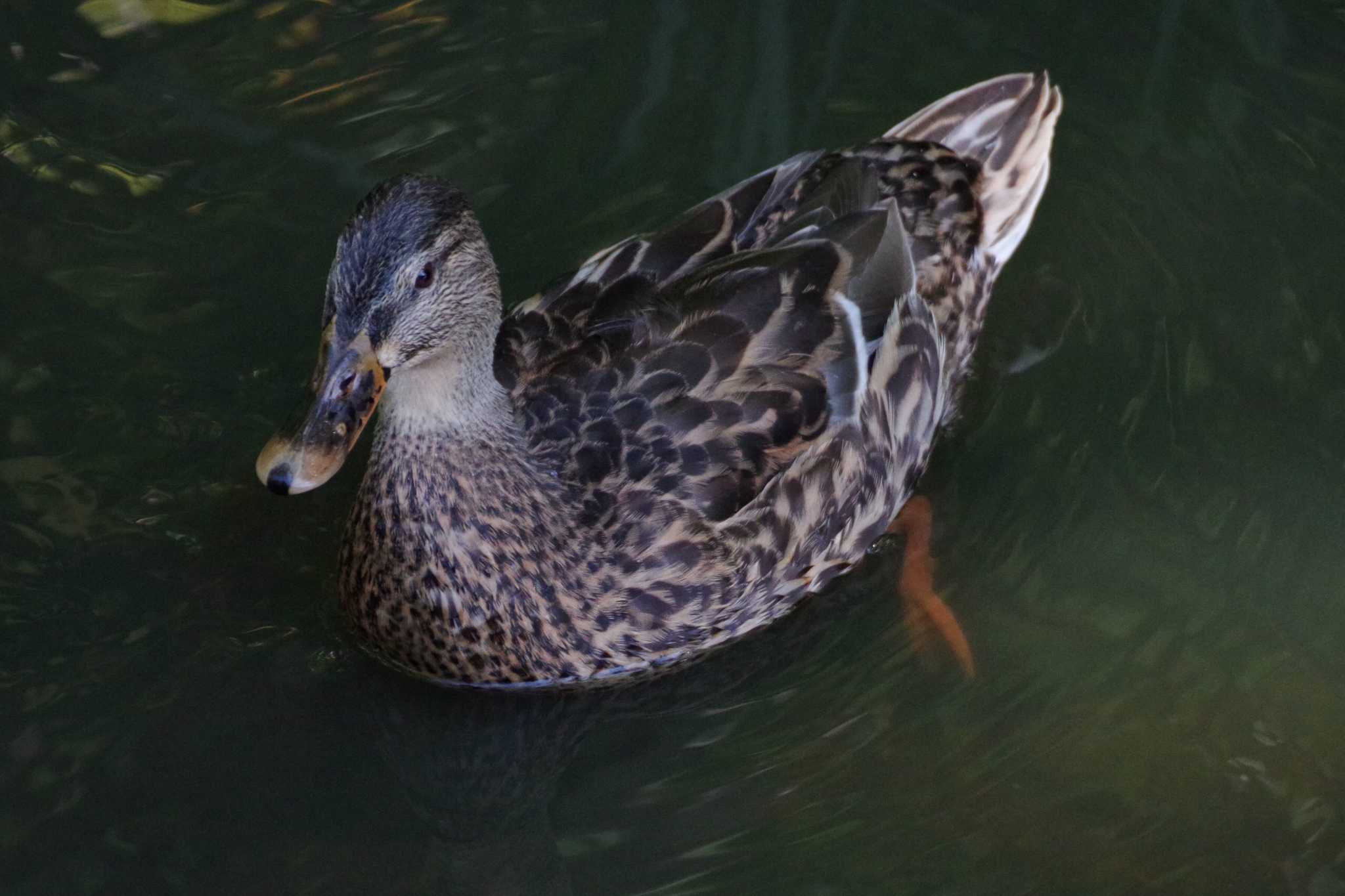 西岡公園(西岡水源地) マガモの写真 by 98_Ark (98ｱｰｸ)