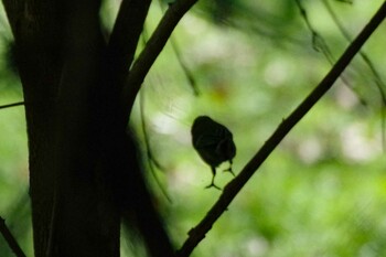 シジュウカラ 西岡公園(西岡水源地) 2021年9月25日(土)