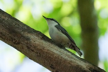 シロハラゴジュウカラ 西岡公園(西岡水源地) 2021年9月25日(土)