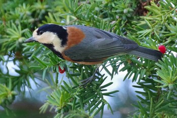 2021年9月25日(土) 西岡公園(西岡水源地)の野鳥観察記録