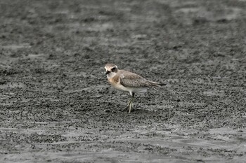 メダイチドリ ふなばし三番瀬海浜公園 2021年9月25日(土)