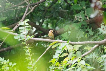 ガビチョウ 金沢自然公園 2021年9月5日(日)